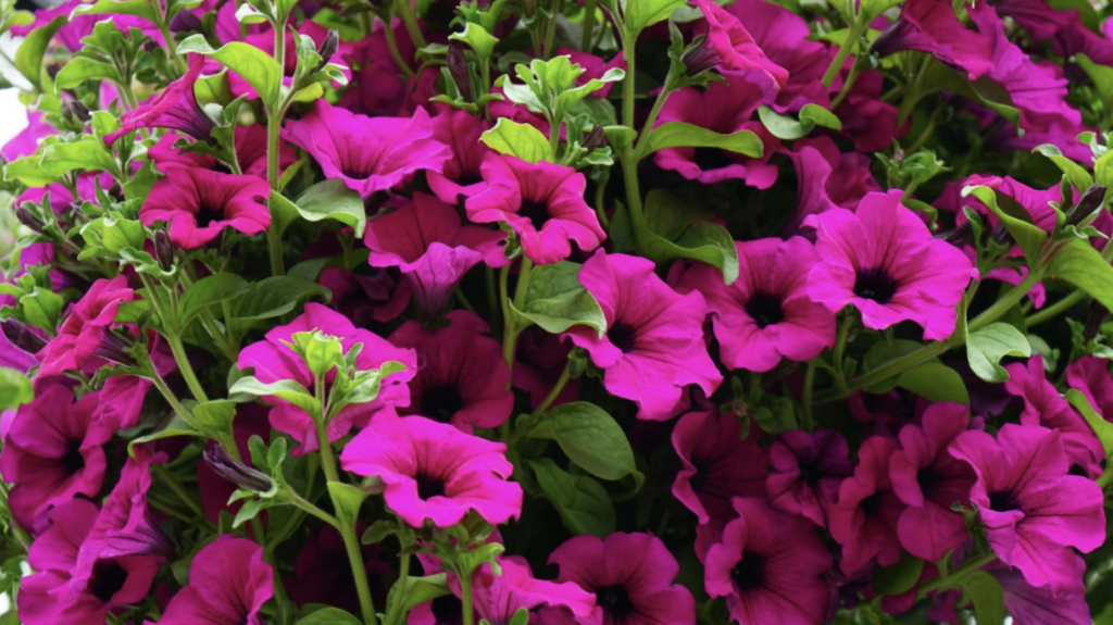 Image showing the nodes in a violet petunia plant